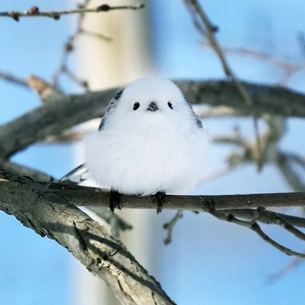 Fast Robots Projects